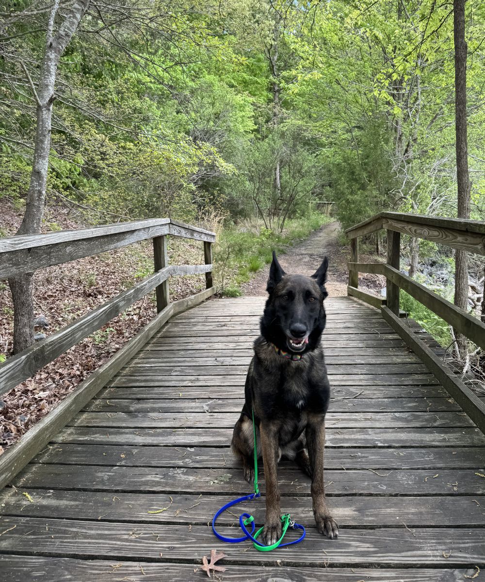 Dog Place Command On Bridge During Trail Walk Dog holding place command on a wooden bridge during an outdoor trail walk and dog training in Charlotte NC