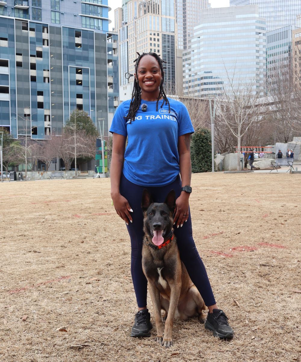 Dog Trainer In Downtown Charlotte Dog trainer standing with a Belgian Malinois in downtown Charlotte during professional dog training