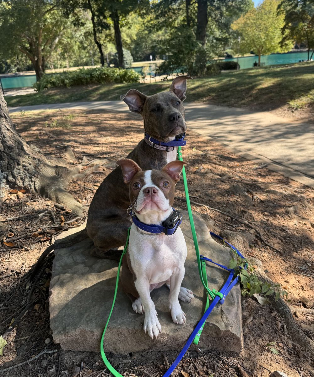Two dogs holding place command on a rock during dog training in Charlotte NC at a local park