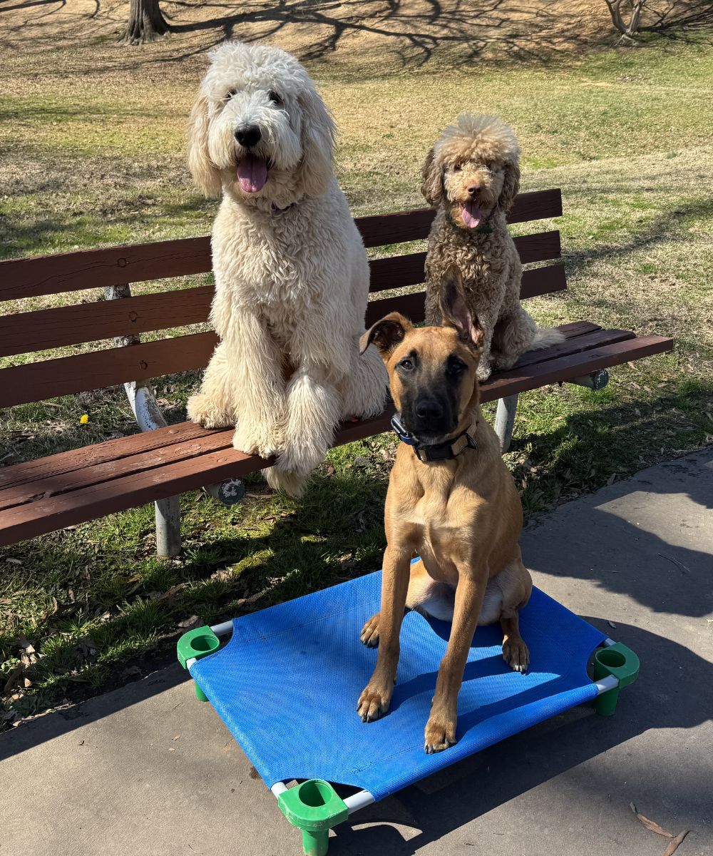 Three dogs practicing place command on a bench and raised cot during dog training in Charlotte NC
