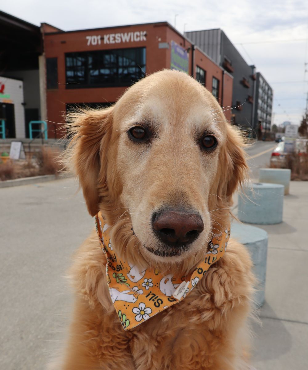 Golden Retriever practicing calm behavior in a real-world setting during dog training in Charlotte NC
