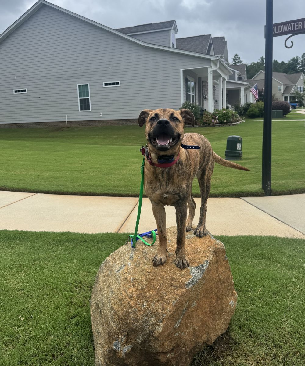 Dog Training In Charlotte Neighborhood Dog standing on a rock in a Charlotte neighborhood during private dog training in Charlotte NC