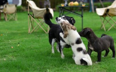 The Role of Play in Dog Development and Behavior