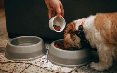 The Impact of Routine on Dog Behavior and Training