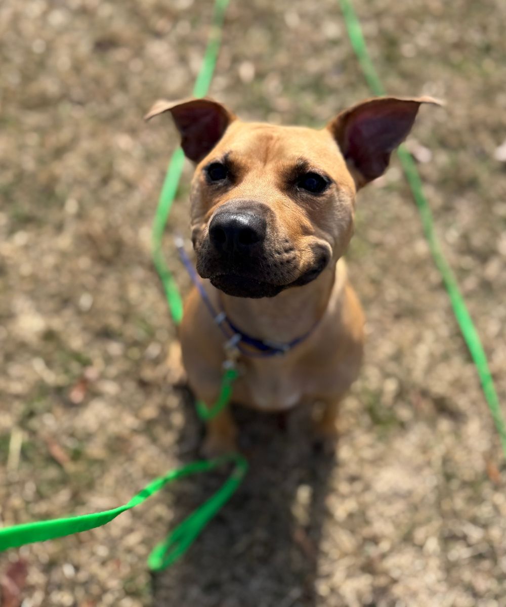 Happy Dog With A Green Leash Happy puppy looking up during dog training in Charlotte NC