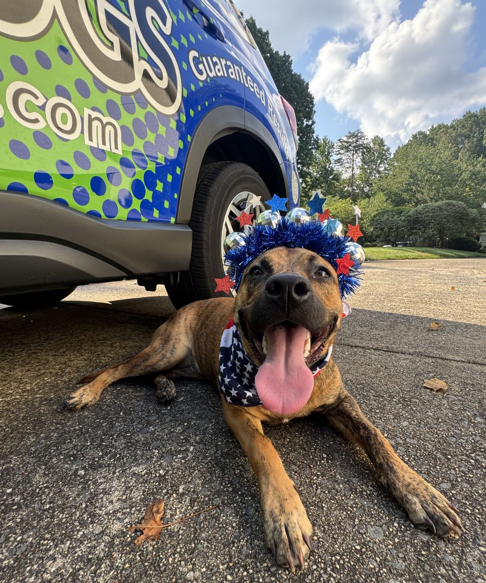 Happy Dog With July 4th Headband Next To Dog Trainers Car Happy brindle dog wearing a patriotic headband beside a dog trainer vehicle in Charlotte NC
