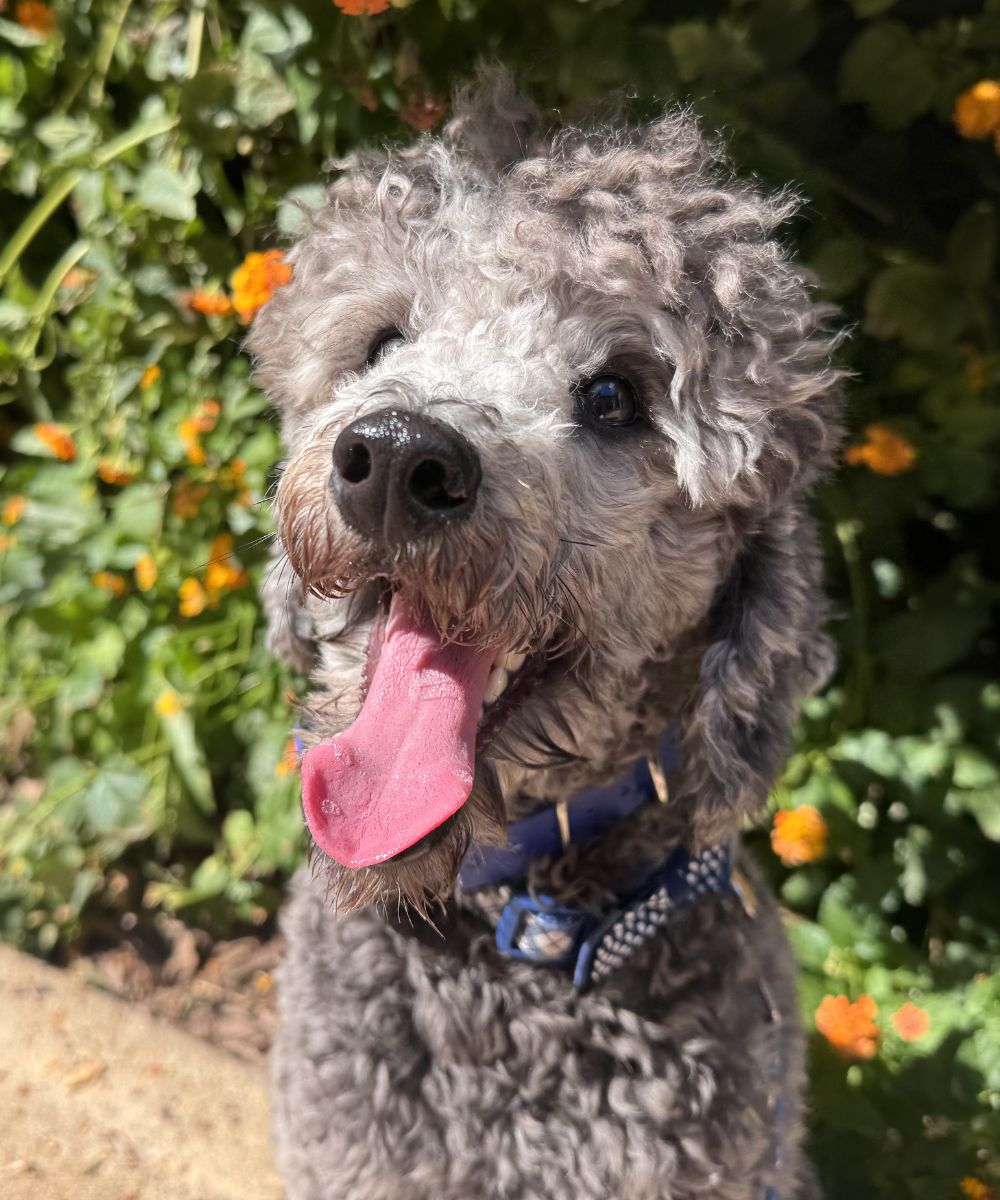Happy Doodle Off Leash Happy doodle dog outdoors showing calm focus during dog training in Charlotte NC