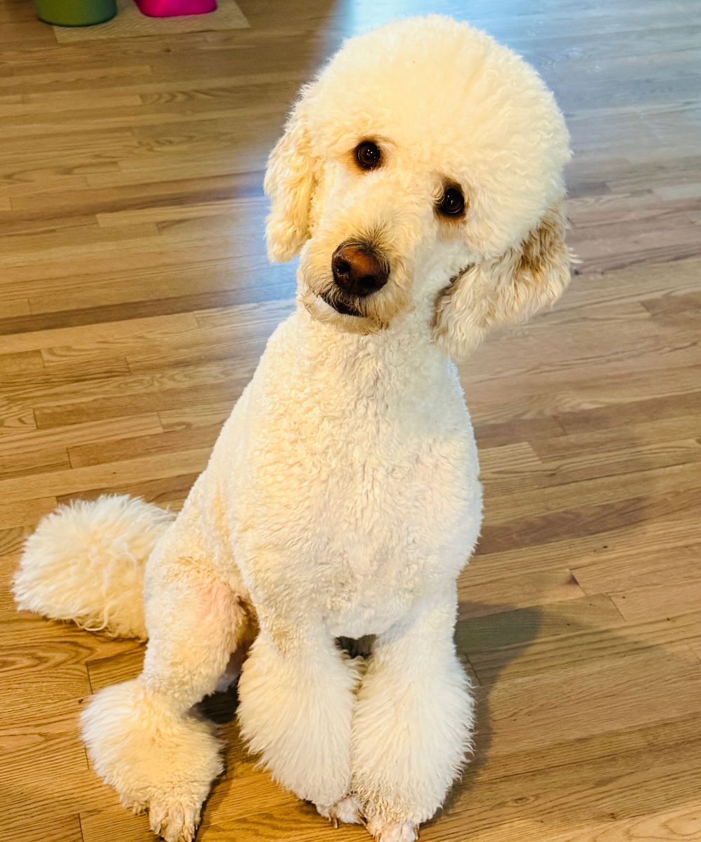 Home Dog Training Adorable White Poodle White poodle showing calm attention indoors during home dog training in Charlotte NC