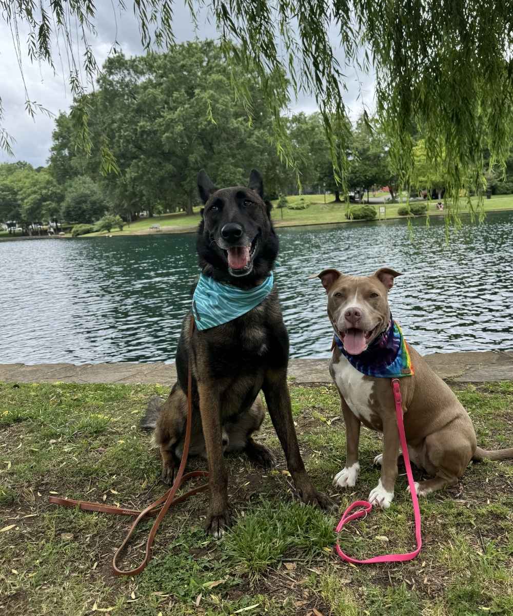 Two happy dogs sitting in front of a water feature in a park during a walk break. 