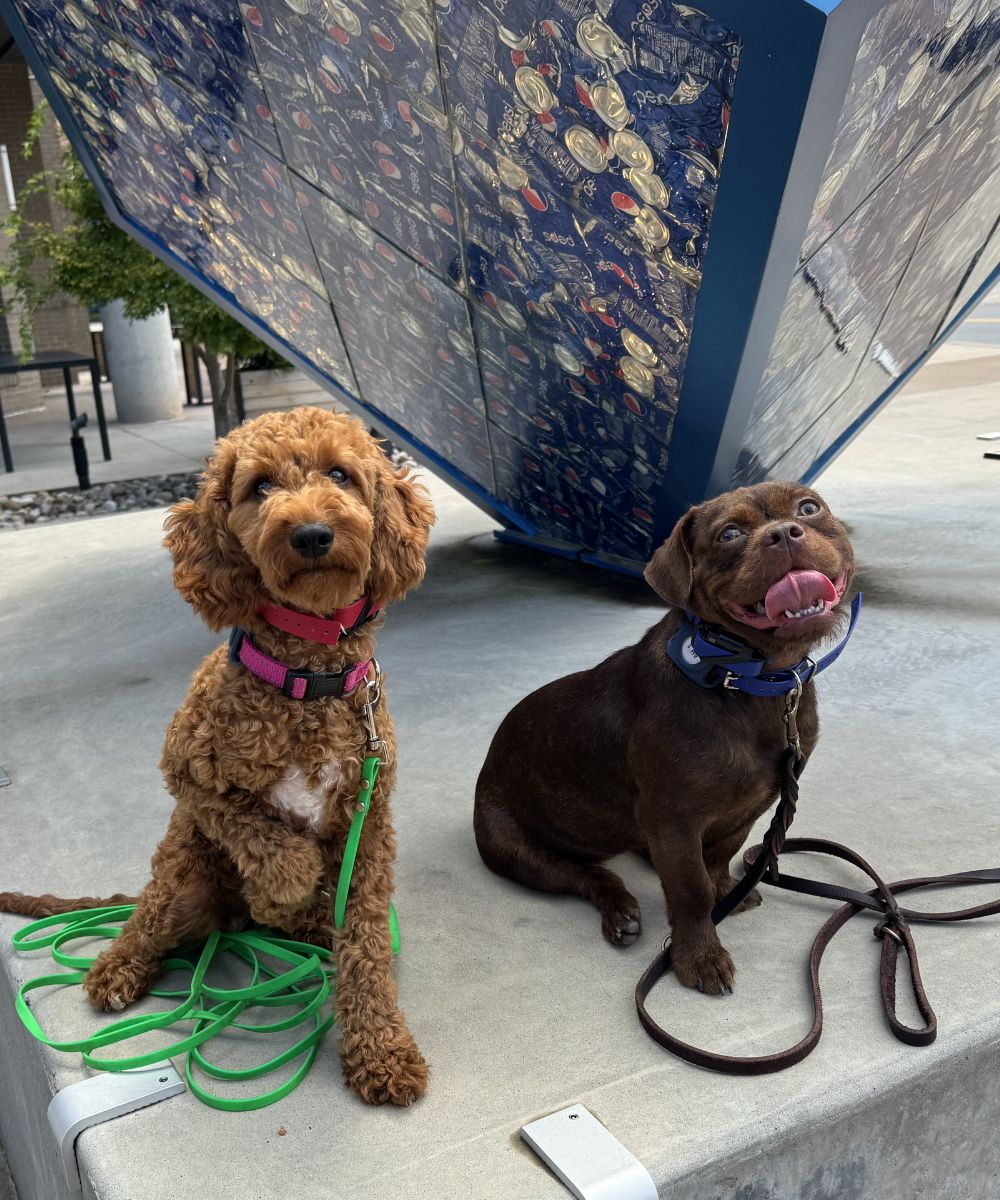 Two dogs practicing calm obedience during real-world board and train dog training in Charlotte, NC.
