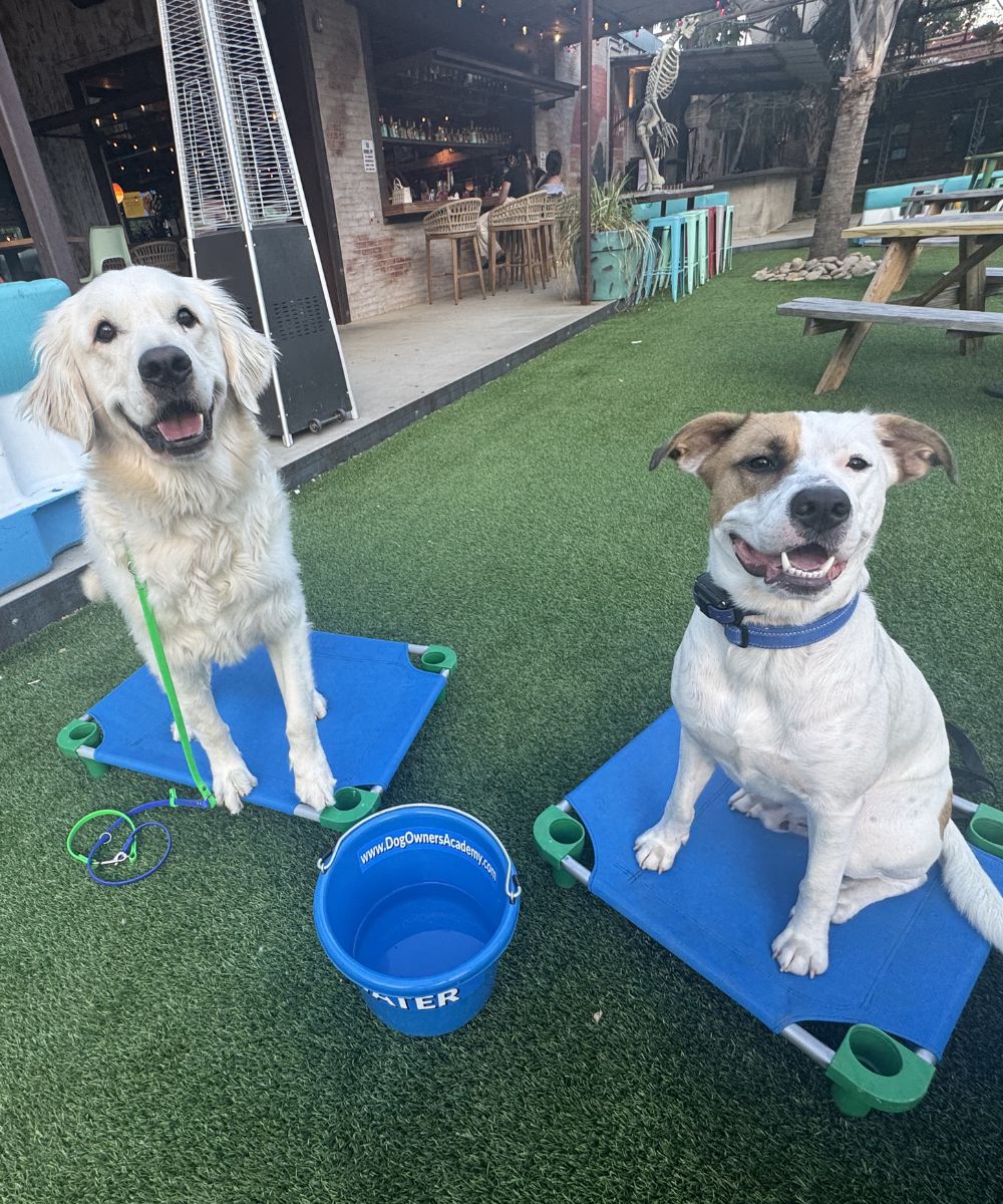 Two well-behaved dogs practicing the place command at a dog-friendly patio during board and train dog training in Charlotte, NC.