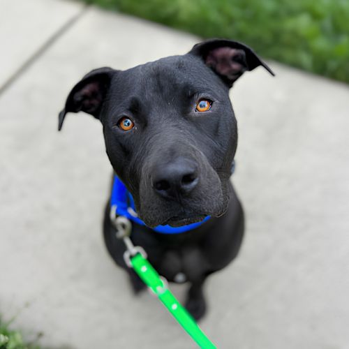 Black dog sitting calmly on a sidewalk outdoors during leash training in Charlotte, NC