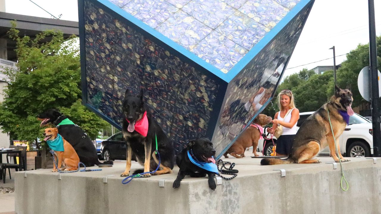 Dog Owner’s Academy group class with six dogs calmly holding the place command on a raised ledge in Charlotte, NC.