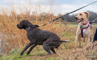 Why Your Dog Pulls Harder When You Pull Back (And What to Do Instead)