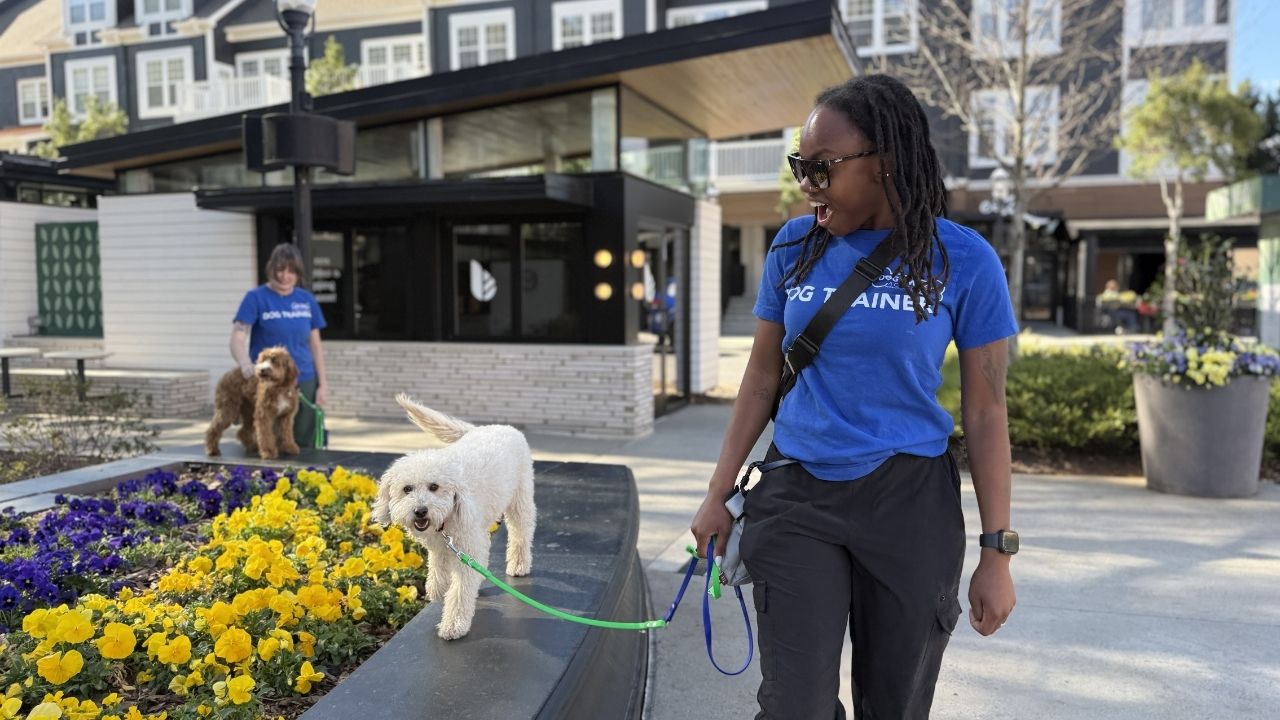 Two Dog Owners Academy trainers working with dogs in an outdoor shopping area in Charlotte, NC during a real-world board and train session.