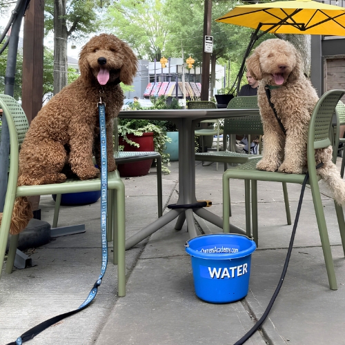 Two doodles sitting calmly on patio chairs outside a Charlotte coffee shop, with Dog Owner’s Academy water bowl nearby.