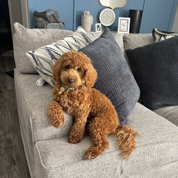 Coco, a mini poodle dog trained by Dog Owner's Academy sitting calmly on her couch
