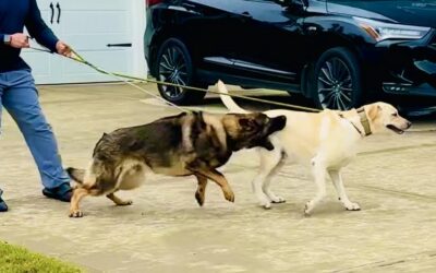 Leash Reactivity Isn’t Your Fault But It’s Your Responsibility