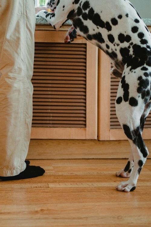 Dalmatian propping up on the counter next to its owner — a common counter surfing habit Charlotte, NC dog owners want to correct