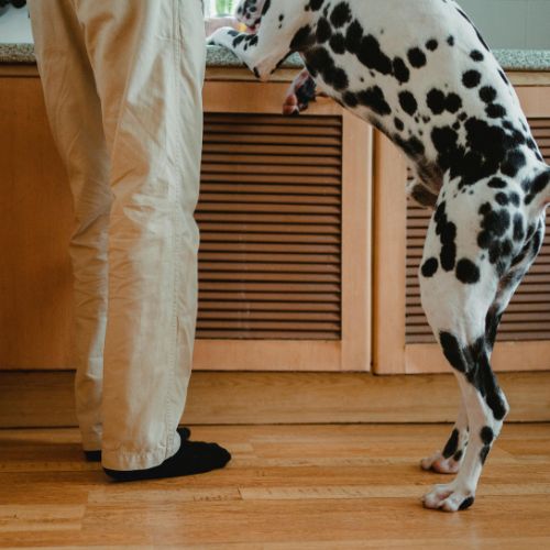 A Dalmatian with its paws on the counter next to its owner — a common counter surfing habit Charlotte, NC dog owners want to correct
