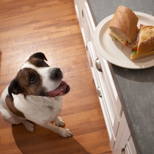 Dog eyeing a sandwich left on the counter, a common counter surfing trigger that dog owners in Charlotte, NC want to stop.