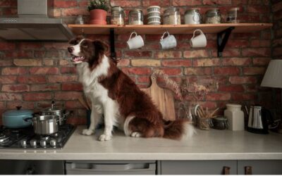 Why Your Dog Steals From the Counter — And Why You Can’t Seem to Stop It