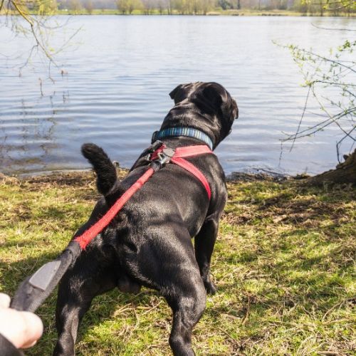 A black dog pulling on a leash during a walk by a lake, a dog behavior that owners in Charlotte and Lake Norman want to stop.