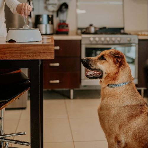 Dog waiting attentively while food is prepared on the counter, a moment that can easily turn into counter surfing without training.