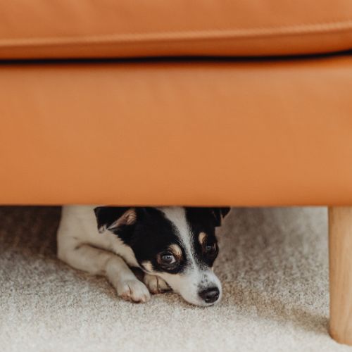Fearful dog hiding under couch during its first Charlotte dog training session