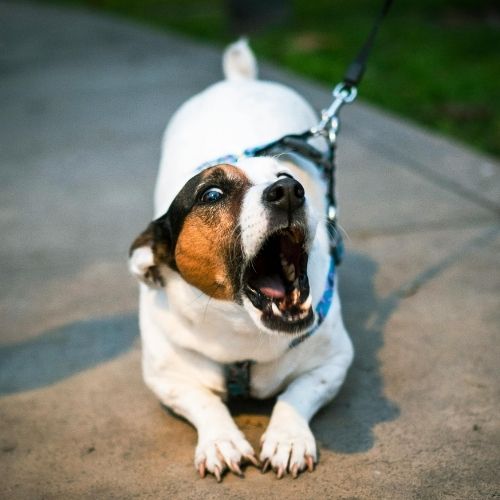Jack Russell Terrier mid-bark and lunging on leash during a walk, showing signs of leash reactivity
