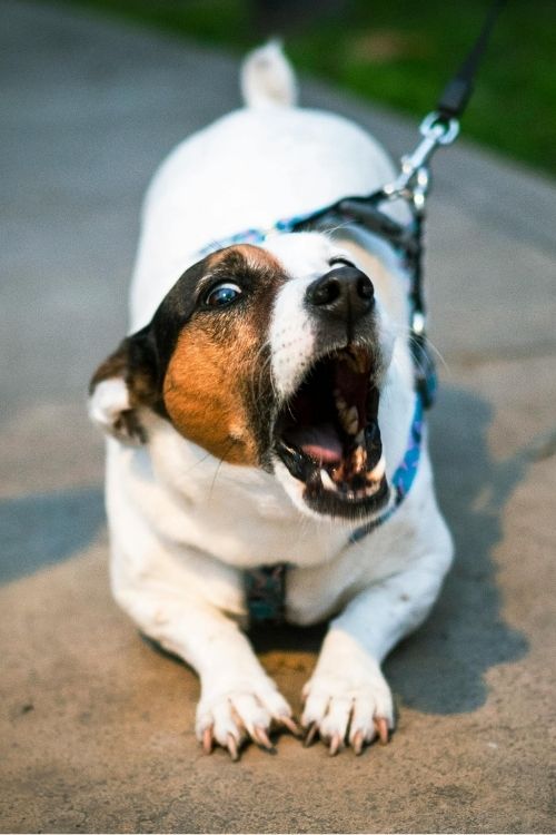 Photo of a reactive dog (a Jack Russell Terrier) barking and lunging aggressively on leash during a walk in Charlotte, NC