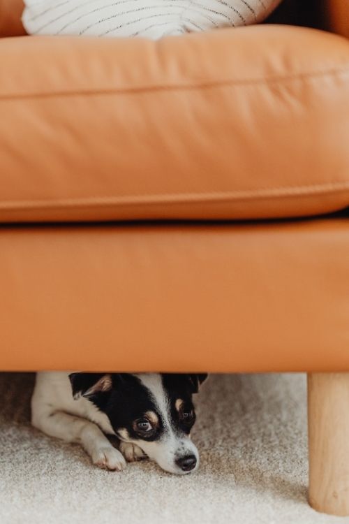 Skittish dog hiding under couch during its first Charlotte dog training session