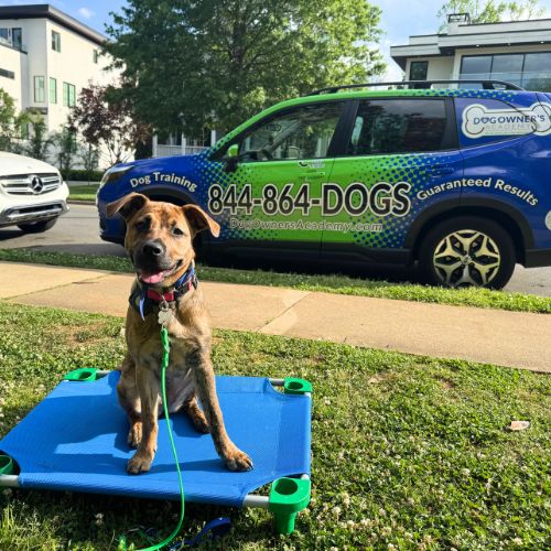 Puppy sitting on a training platform beside the Dog Owner's Academy car outside the owner's in Charlotte, NC