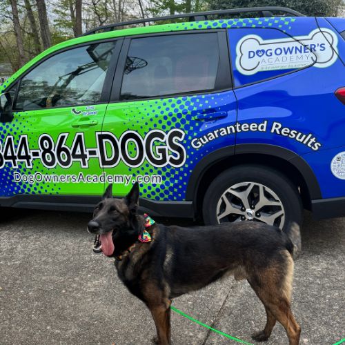 Dog Owners Academy branded training van with a well-behaved dog on leash in Charlotte, NC, call 844-864-DOGS for guaranteed dog training results