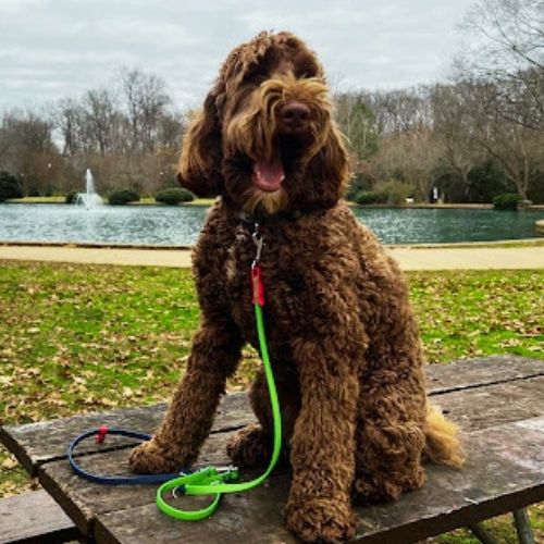 Kenji, a godlendoodle dog trained by Dog Owner's Academy sitting calmly on a bench in a park