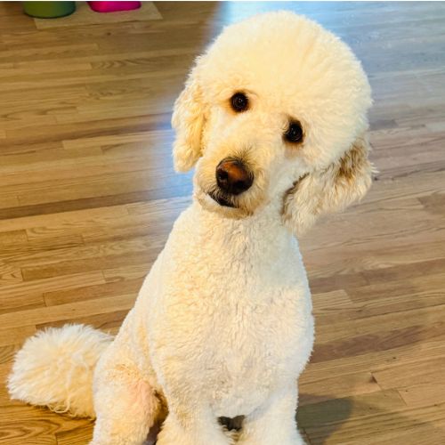 Attentive poodle responding to a command during selective hearing dog training in Charlotte, NC