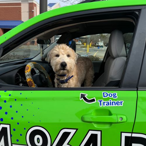 Dog sitting calmly in a Dog Owners Academy trainer's car, serving Charlotte, NC and nearby cities