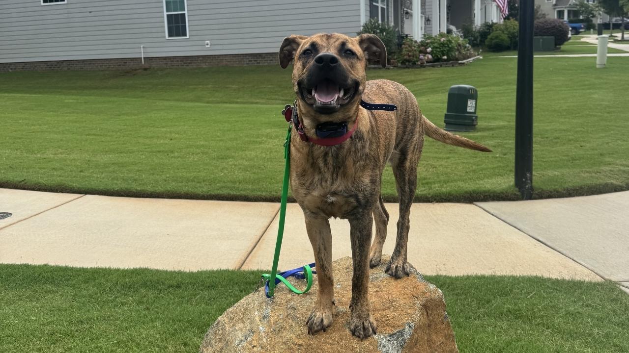 Happy brindle dog on a leash standing on a rock in a Charlotte neighborhood after in-home dog training for digging
