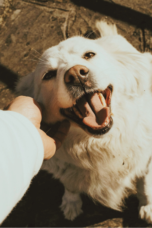 White dog calmly enjoying an ear scratch from owner — well-mannered greeting after dog jumping training in Charlotte, NC