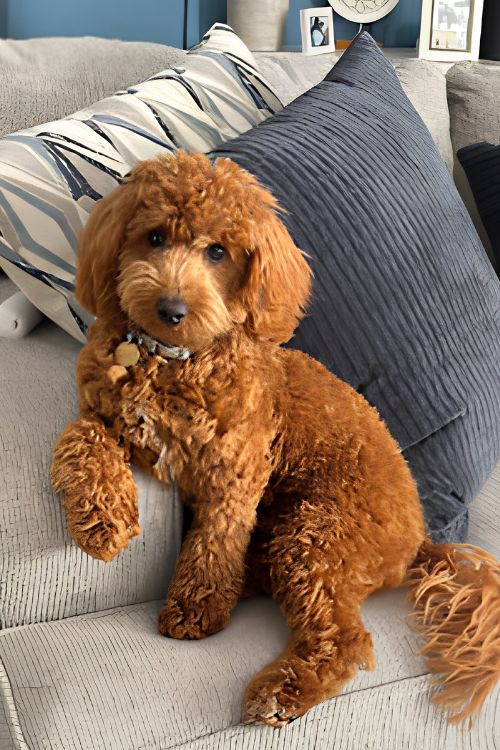 Mini poodle sitting calmly on a living room couch, a sign of the confidence and calm-alone skills we build in dog separation anxiety training in Charlotte, NC
