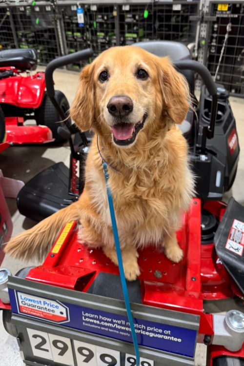 Golden retriever trained to listen and sit calmly in public on a tractor at a Charlotte, NC Lowe's store