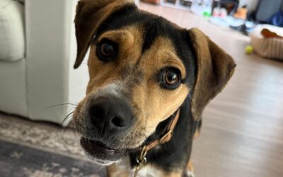 Separation Anxiety: Why Your Dog Falls Apart the Moment You Leave