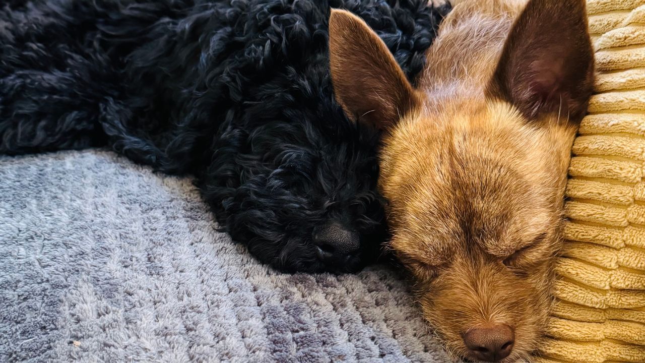 Two dogs sleeping peacefully side by side, showing the calm and security dogs can feel once separation anxiety training in Charlotte, NC helps them settle down.