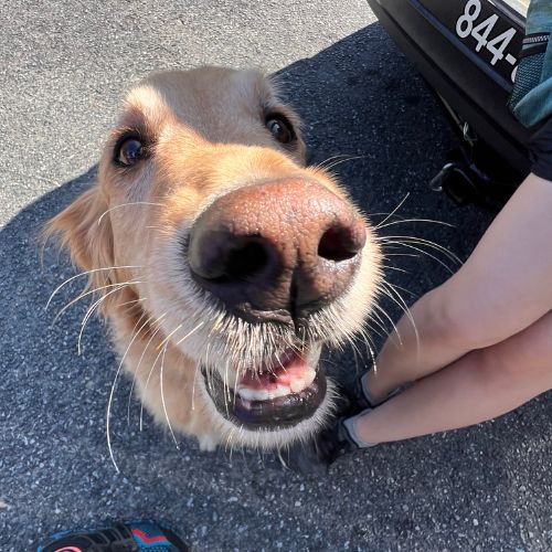 Golden Retriever with an open mouth close to a person's leg, an example of the mouthy dog behavior addressed in Dog Owners Academy's play biting training in Charlotte, NC