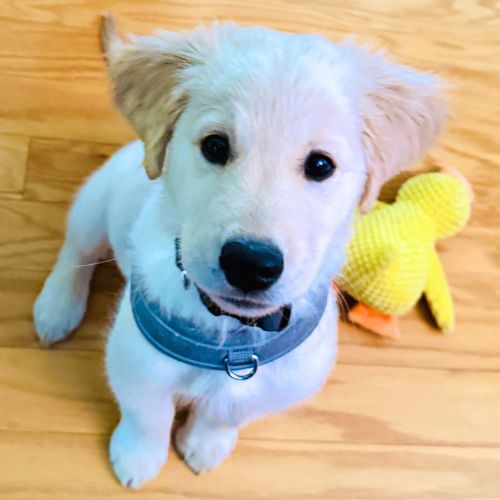 A white puppy practicing sit command during in-home puppy training in a Charlotte, NC home.