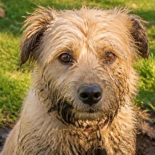 Shaggy tan dog with a muddy face, a common sign of a dog that digs in the yard
