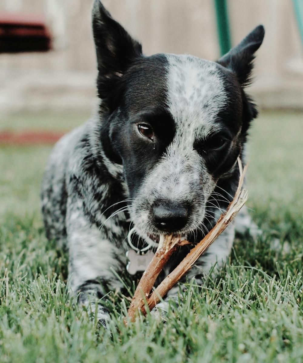 Dog giving a wary side-eye while guarding a stick, a resource guarding behavior treated in Charlotte, NC in-home dog training