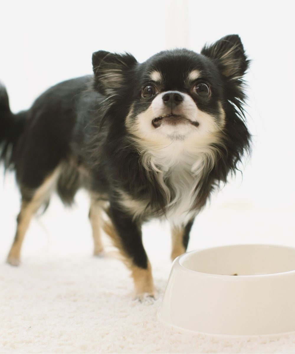 Chihuahua showing teeth while guarding a food bowl, a resource guarding warning sign addressed in Charlotte, NC dog training