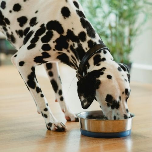 Dalmatian eating from a food bowl, a common resource guarding trigger addressed in Charlotte, NC dog training