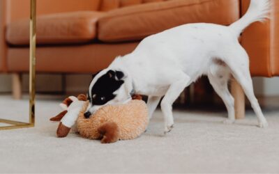 Resource Guarding in Dogs: Why It Happens & What to Do
